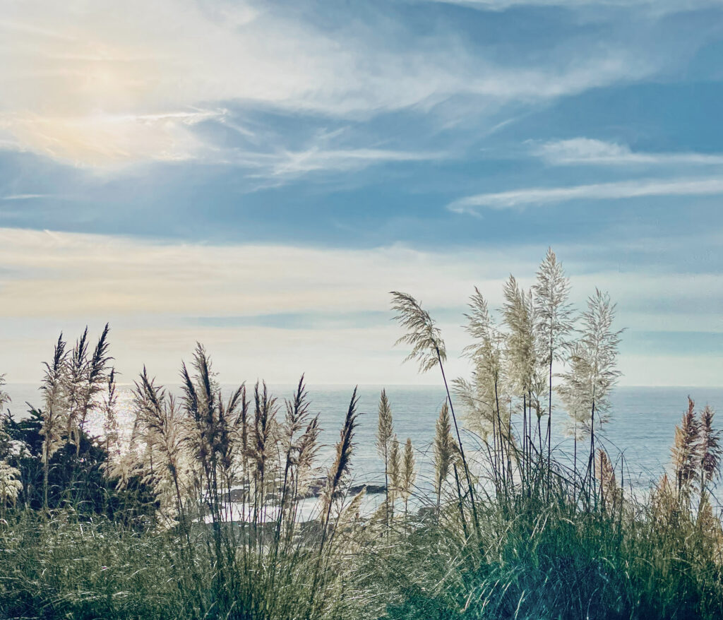 Coastal grasses blow in the breeze with ocean behind them on a sunny day